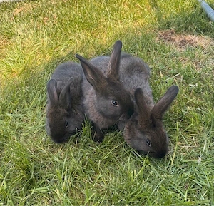 Verkaufe Hasen Kaninchen