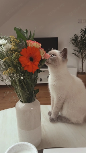 Bkh Katze weiß kitten 