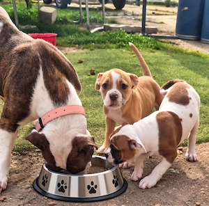 Old English Bulldog Welpen