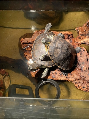 Mexikanische Schmuckschildkröten 