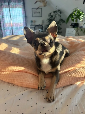 Mini Chihuahua 