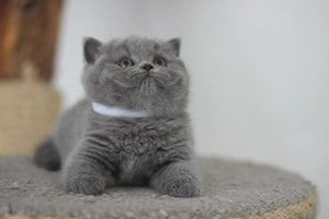 Reinrassig Britisch Kurzhaar BKH kitten