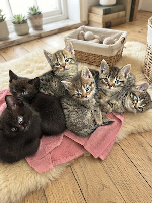 Zuckersüße BKH Mix Kitten suchen ein neues Zuhause!