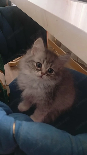 Bkh kitten weiblich männlich