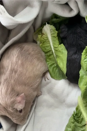 2 liebevolle Meerschweinchen Böcke in liebevolle Hände