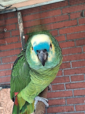 Blaustirnamazone abzugeben 