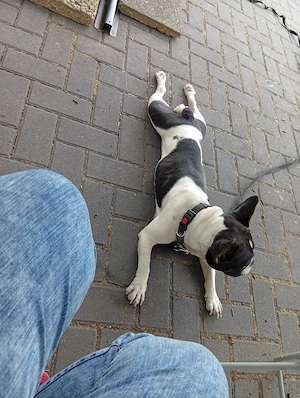 Französische bulldogge 