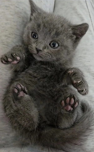 Britisch Kurzhaar Kitten