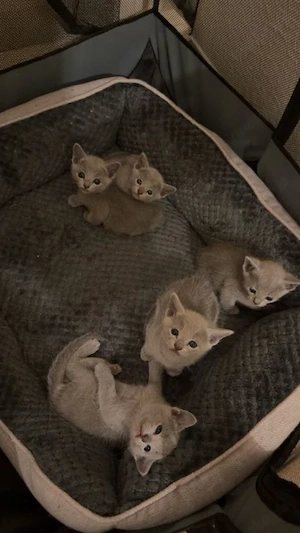 Reinrassige Russisch Blau Kitten suchen neues Zuhause