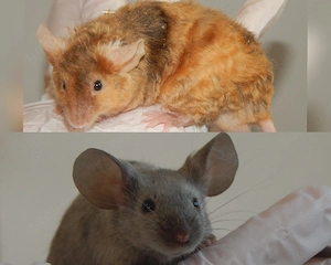 Farbmäuse - Showtyp, Texel, Rosetten Mäuse