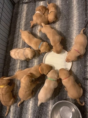 Bezaubernde Golden-Retriever-Welpen   ein liebevoller und verspielter Wurf     