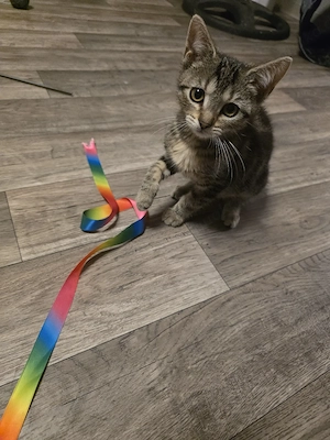 Kleine Hauskatze bkh bengal mix kitte