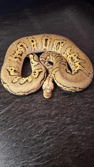 Stranger ... Special Clown  ... Königspython ... Python Regius