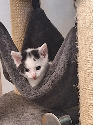 süße Katzenkinder suchen  Bild 4