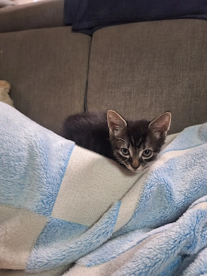 süße Katzenkinder suchen  Bild 5