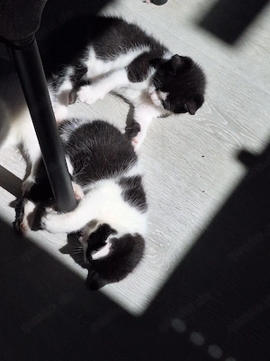 süße Katzenkinder suchen  Bild 3
