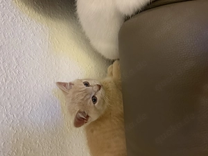BKH Kitten Katze weiß creme Point Weiblich und Creme Kitten männlich  Bild 8