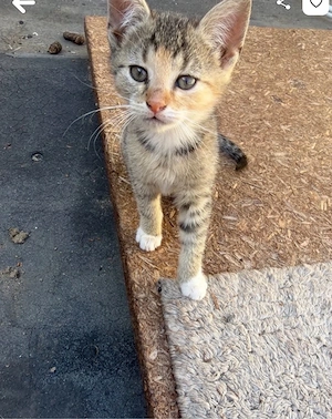katzenbabys
