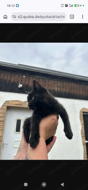 Babykatze abzugeben 