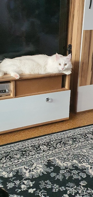 Maine coon Deckkater 