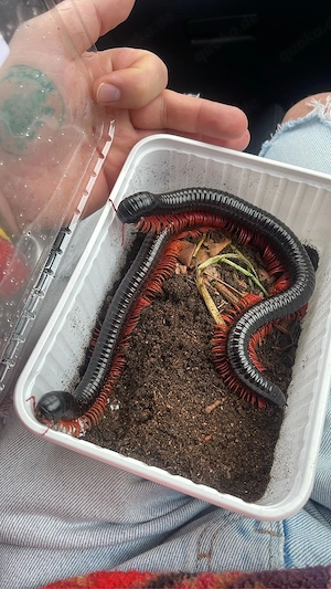 Tiesentausendfüsser Balustreptus falcatus Archispirostreptus gigas