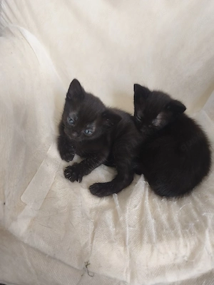 Zwei weibliche Kitten abzugeben 
