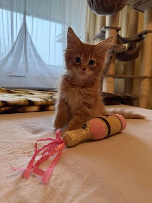 Reinrassige Maine Coon Kitten