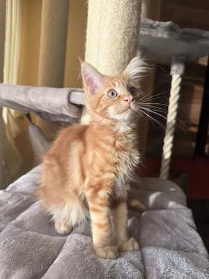 Reinrassige Maine Coon Kitten