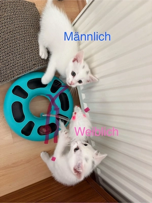Kätzchen  Siam EKH mix W M weiß mit grünen Augen 