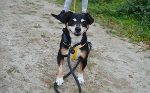 Ich bin BUDDY    und ich wünsche mir so sehr wieder ein Zuhause 