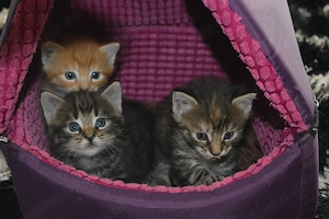 Maine coon    Hauskater Mix Rasselbande sucht!