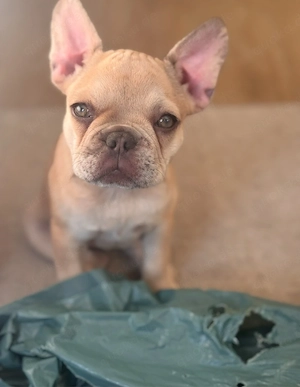 französische bulldogge creme mädchen 
