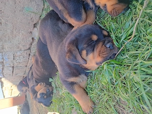 Rottweiler Welpen suchen liebevolle Familien