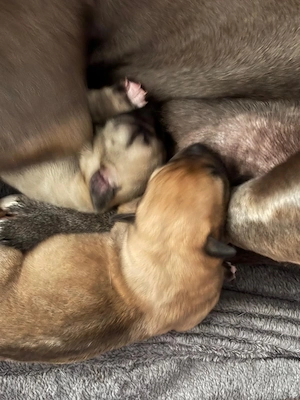 Staffy Welpen verkaufen.Mama Staffy Papa Schäferhund Labrador mischling 1500 