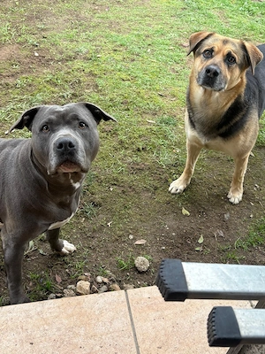 Staffy Welpen verkaufen.Mama Staffy Papa Schäferhund Labrador mischling 1500 