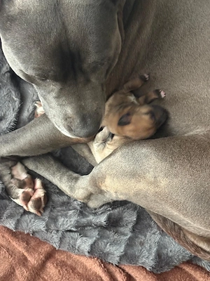 Welpen verkaufen.Mama Staffy lieber Familien Hund 