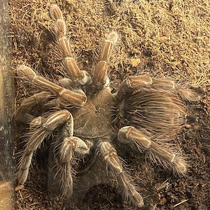 Pamphobeteus sp. platyomma - Vogelspinne