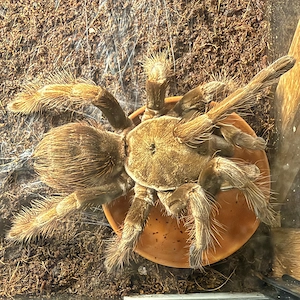 Pamphobeteus sp. mascara - Vogelspinne