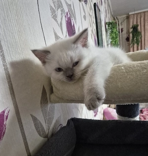 BKH kitten