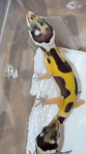0.1 Leopardengecko  Mädchen