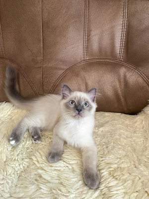 Nur noch 1 männl. Reinrassige Ragdoll Kitten 15 Wochen alt. Abgabebereit .