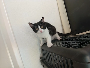 Kitten Luna 