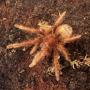 Vogelspinnen - Theraphosa .....