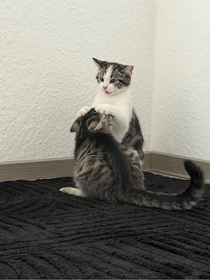 Baby Katzen 