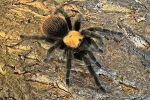 Vogelspinne - Brachypelma albiceps 0.1