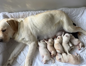 Labrador Welpen
