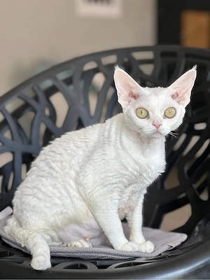 Devon Rex Katze 3 Jare alt Kastriert geimpft, geshipt, jung, kräftig 