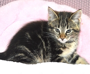 Maine coon    Hauskater Mix Rasselbande sucht!