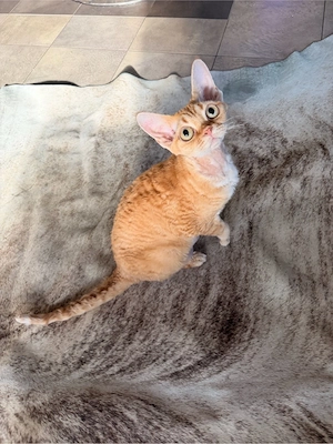 Devon Rex weibchen 3 Jare alt kastrirt geimpft, gechipt