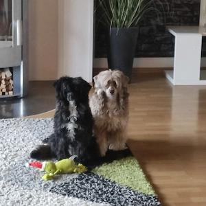 2 wundervolle Schopfhunde